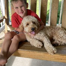 Goldendoodles from Smoker Goldens
