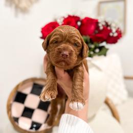 Queen of Hearts - Caramel red female Australian Labradoodle puppy in Palmdale, California from Pixie Doodle Paws