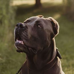 Thanos - Cane Corso