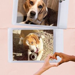 Beagle puppies from Mountain Top