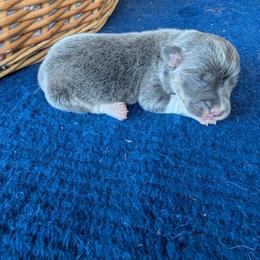 Matthew Cuthbert - Gray and white male American Corgi puppy in Shawnee, Oklahoma from Sunray Ranch