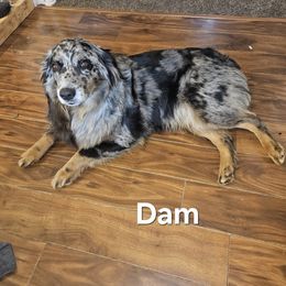 Sophie - Australian Shepherd