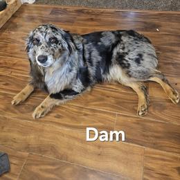 Sophie - Australian Shepherd