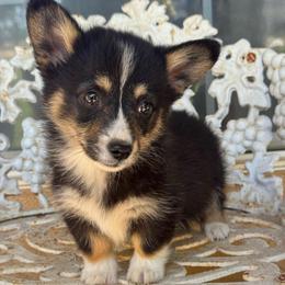 Angelina - Black and tan female American Corgi puppy in East Oakdale, California from Rhettro Kennels