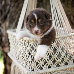 Fitz - Red tri-color male Australian Shepherd puppy in Harmony, North Carolina from Fox Aussies