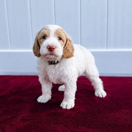 Snap Dragon (Snap) - Parti male Labradoodle puppy in Elizabeth City, North Carolina from Howdy Doodles
