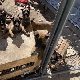 Belgian Malinois puppies from Abby Fanning