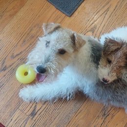 Wire Fox Terriers from Cavcor Foxies