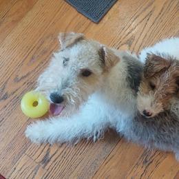 Wire Fox Terriers from Cavcor Foxies