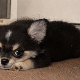 Chihuahua Puppies from Hart's Chihuahuas