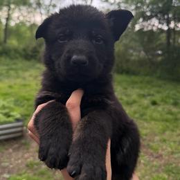 Green - Bi-color male German Shepherd puppy in New York from Spitze German Shepherds