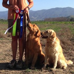 Golden Retrievers and Wirehaired Pointing Griffons from Woodecoy Golden Retrievers and Wirehaired Pointing Griffons