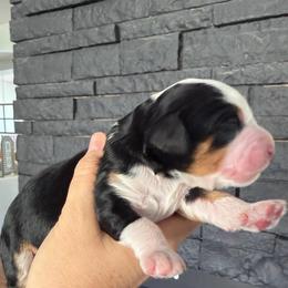 Girl 4 - Tri-color female Bernedoodle puppy in Phoenix, Arizona from Doodles of the Desert