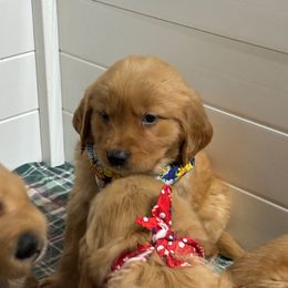 Wrenna - Golden female Golden Retriever puppy in Payette, Idaho from Stonewick Retrievers