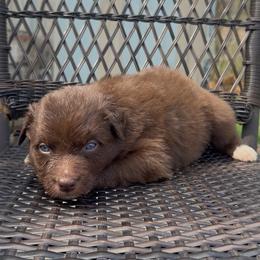 Tulip - Red & white female Australian Shepherd puppy in Windsor, New York from Double B Aussies
