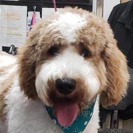 Cockapoos and Goldendoodles from The Doodle Patch