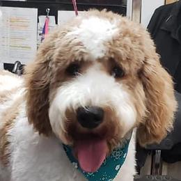 Cockapoos and Goldendoodles from The Doodle Patch