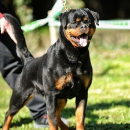 Cleo - Rottweiler