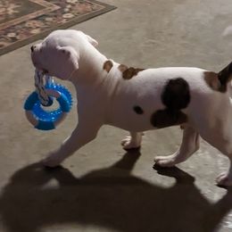 American Bulldog Puppies from Ugly Kluck Farm