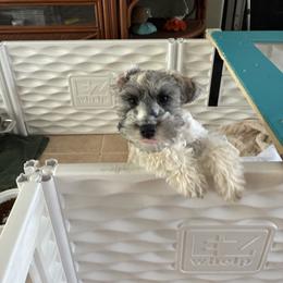 Heidi Bell - Parti female Miniature Schnauzer puppy in North Fort Myers, Florida from Cutie Shihtzu, Miniature Schnauzer
