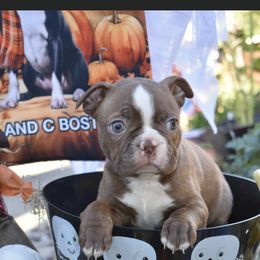 Ranger - Boston Terrier puppy in New Cumberland, Pennsylvania from BB and C Bostons