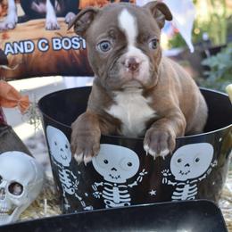 Ranger - Boston Terrier puppy in New Cumberland, Pennsylvania from BB and C Bostons