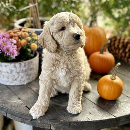 Perdita - Parti female Goldendoodle puppy in Rocklin, California from FurEver Yours Goldendoodles