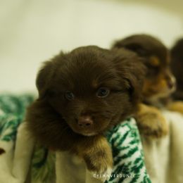 Miniature Australian Shepherd Puppies from Talbot's Mini Aussies
