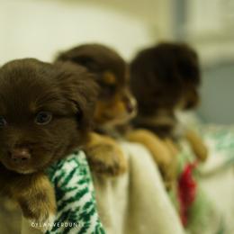 Miniature Australian Shepherd Puppies from Talbot's Mini Aussies