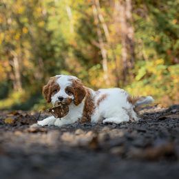 Optimus Prime - Blenheim male Cavapoo puppy in Deming, Washington from Heavenly Puppies to Love