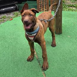 Choco - Gold brindle male Dutch Shepherd puppy in Signal Mountain, Tennessee from Torgun Police Dogs