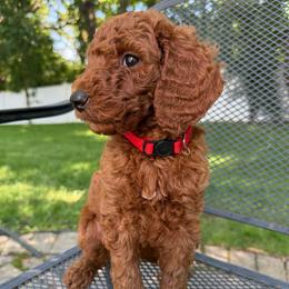 Girl 1 - Red  female Poodle puppy in Bettendorf, Iowa from Red Door Poodles
