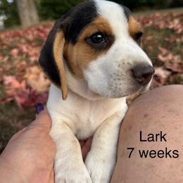 AKC Lark - Black tan and white female Beagle puppy in Rogersville, Missouri from Hales Little Beagle Haven
