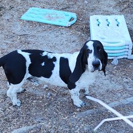 Jon Snow - Basset Hound