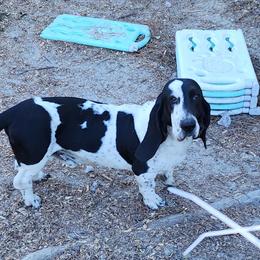 Jon Snow - Basset Hound