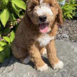 Bernedoodle Puppies from Katelyn Aubin
