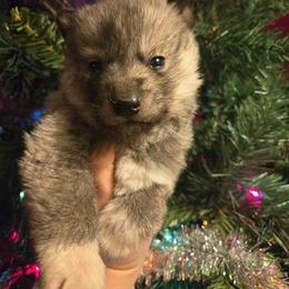 Hans - Gray and white male Siberian Husky puppy in Bingham, Illinois from Siberian Instincts Kennel