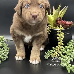 Ginger - Red tri-color female Australian Shepherd puppy in Thornton, Colorado from 303 Aussies