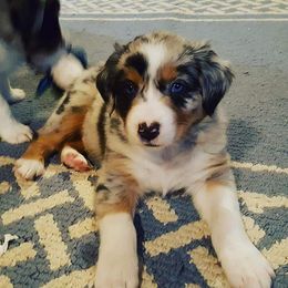 Australian Shepherd Puppies from Diamond Aussies N the Rough
