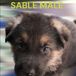 Butterball - Sable male German Shepherd puppy in Blairsville, Georgia from Black Sheep German Shepherds