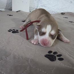 Siberian Husky Puppies from Wild and Wonderful Siberian Huskies