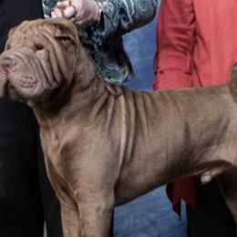Chinese Shar-Pei from Ruff-Cut Chinese Shar-Pei