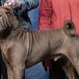 Chinese Shar-Pei from Ruff-Cut Chinese Shar-Pei