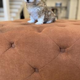 Goldendoodle Puppies from Lady Paws Puppies