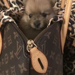 Pomeranian Puppies from Regal Poms