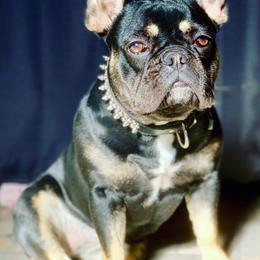 French Bulldogs from Beverly Hills Frenchies