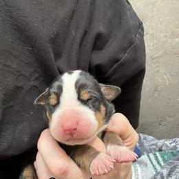 Green boy - Black, white and red male Greater Swiss Mountain Dog puppy in Woodland, Washington from Woodland Swissie’s