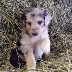 Bordoodle Puppies from Brisby Bordoodles