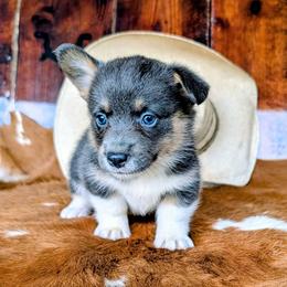 Diana Barry - Gray and white female American Corgi puppy in Paden, Oklahoma from Sunray Ranch