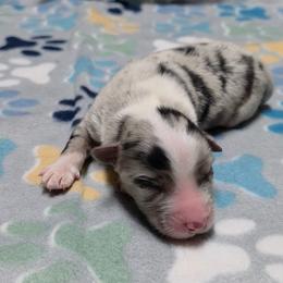 Landon - Blue merle male Miniature Australian Shepherd puppy in Leonard, Texas from Tin Roof Aussies